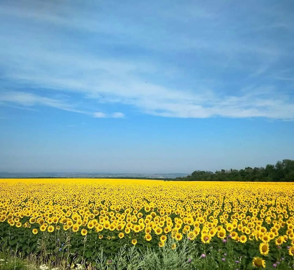 Департамент продовжує патріотичний флешмоб #ЛуганщинацеУкраїна архівною світлиною соняхів на Біловодщині 