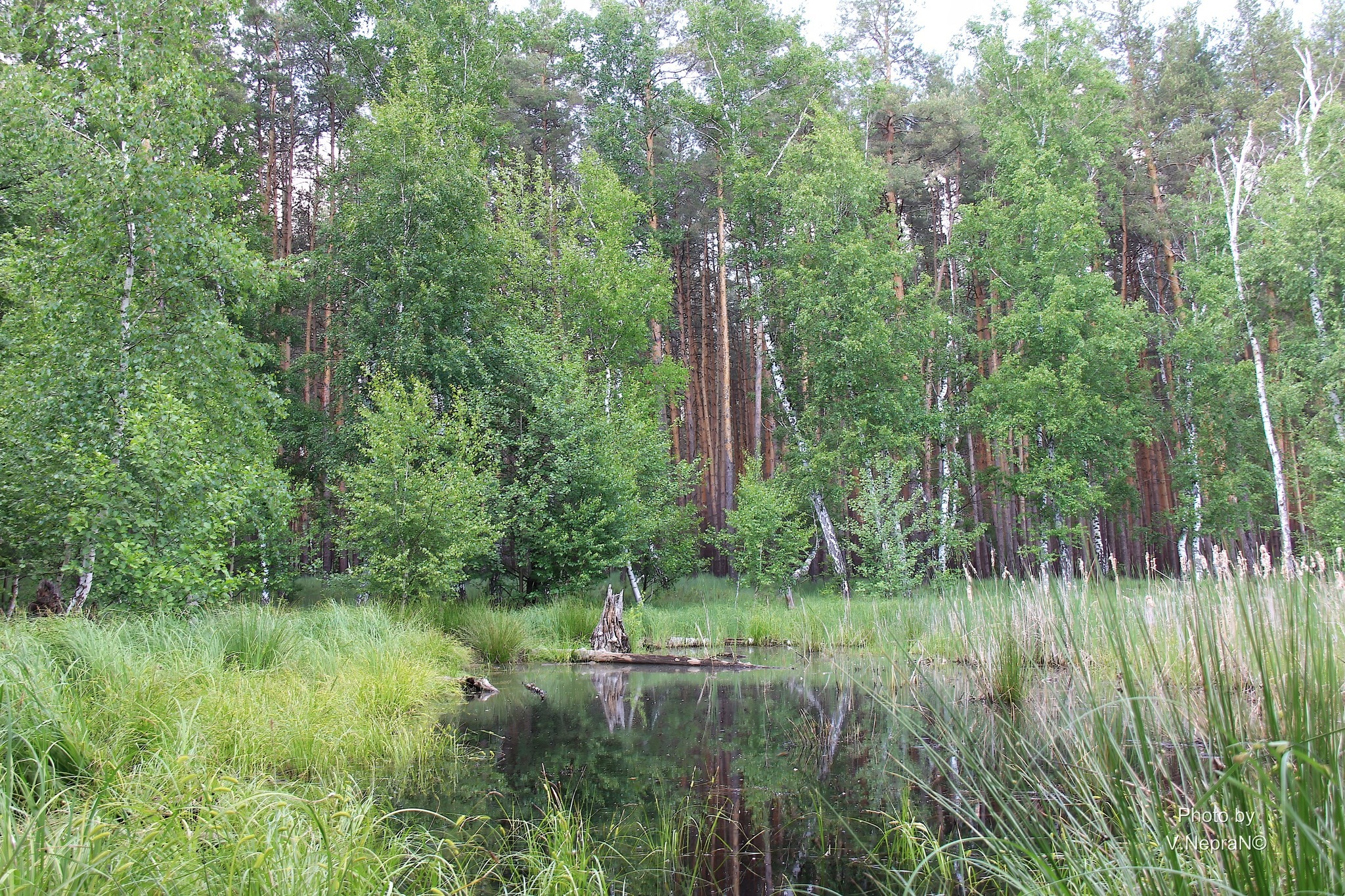 Кремінські ліси 