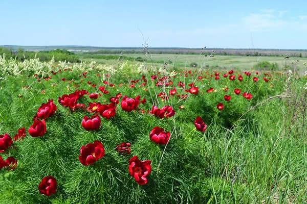 Департамент продовжує патріотичний флешмоб #ЛуганщинацеУкраїна дописом від Старобільської районної державної адміністрації